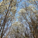 담양읍에서 보물 찾기! - 담양 하남산(187.9m, 작은 남산)~남산(233.1m),메타세콰이아길, 석당간,오층석탑, 관제방림 탐방 이미지