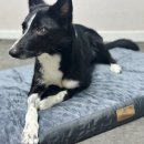 펫 마마의 집 이미지