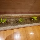 차올바이명옥헌