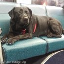 댕댕이버스 이미지