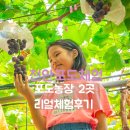 천안 입장 거봉포도따기체험 포도농장2곳 다녀온 후기