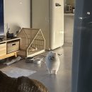 메리도그하우스 이미지