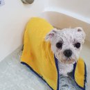 포시랍개 이미지