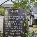 씀바귀 항간역에서 이미지