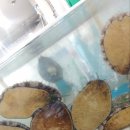 완도해성전복 이미지