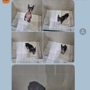 강아지 호텔 이미지