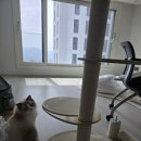 오로라 캣 이미지