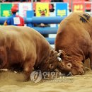 청도소싸움축제 Daum카페