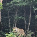 양구 大岩山(솔봉) 옹녀폭포 이미지