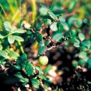 작은나무 이미지