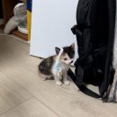 동주동물병원 | 안양 오월의 산책 동물병원 [고양이 친화 동물병원] 추천