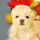 우리아리 이미지