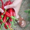 순이농장 이미지