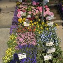 [도봉구 방학동] 💐 정다운화원 :: 도봉구 꽃집 추천!