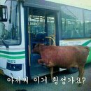 횡성한우 이미지