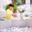 전주애견유치원 몽카롱 | 전주 애견유치원 몽카롱 애견미용 카페 강아지 호텔 추천