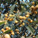 비파나무집 이미지