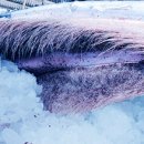 고래이야기 이미지