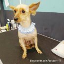 멍멍친구 애견샵 이미지