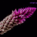 므두셀라실버타운 이미지