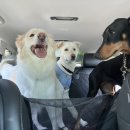 경주 별빛키즈 애견 풀빌라 이미지