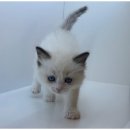 도그스타일 이미지