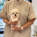 아이러브독 애견미용실 이미지