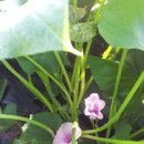 행운농장 이미지