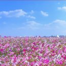 한강시민공원(등수국터널 2) | 9월 가을 꽃구경 추천, 구리 한강시민공원 코스모스 개화시기와 주차 정보