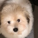 언커먼독 이미지