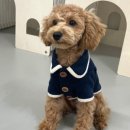 땡일리 애견 유치원 네이버블로그