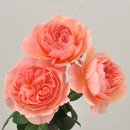 로즈향기 이미지