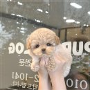 퍼피로그 강아지분양 창원점 | 창원강아지 창원 프리미엄분양 퍼피로그 강아지분양 창원점