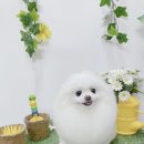바로펫살롱 네이버블로그