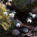 변산바람꽃,노루귀,올괴불나무,생강나무,얼레지 이미지