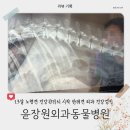 한나동물병원 | [리뷰] 외과동물병원 추천, 윤장원 수의사 님께 13살 강아지 건강검진 맡기고 슬개골 고민 덜어낸 후기