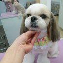 뽀송뽀송 애견미용 이미지