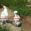 백봉농장 이미지