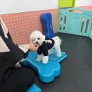 김해유치원 | 김해애견유치원 컴피 이용후기