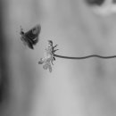 인흥소고기국밥 이미지