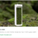 자연가습 이끼 테라리엄 | 촉촉한 힐링템! 모스랩 모스에어 이끼테라리움가습기 솔직 후기