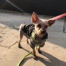 대부중앙로 이미지