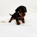 아이러브독 강아지분양 부천점 이미지