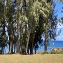 D00591 | [하와이여행] 대왕거북이를 만날 수 있는 곳 '라니아케아 비치' / 거북이 등장 타임!!주차팁,근처맛집