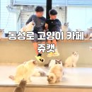 힐링캐터리 | 대구 동성로 고양이 카페 쥬캣 추천! 청결하고 넓은 방문 후기