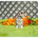 삼산사거리(40691) 이미지