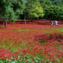 영광 불갑산상사화축제 Daum카페