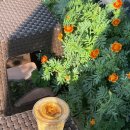 갤러리밥스 이미지