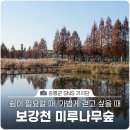 보강천 미루나무숲 | 보강천 미루나무숲 / 충북 증평