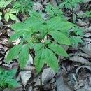 세포농장 이미지